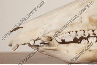 photo reference of skull 0009